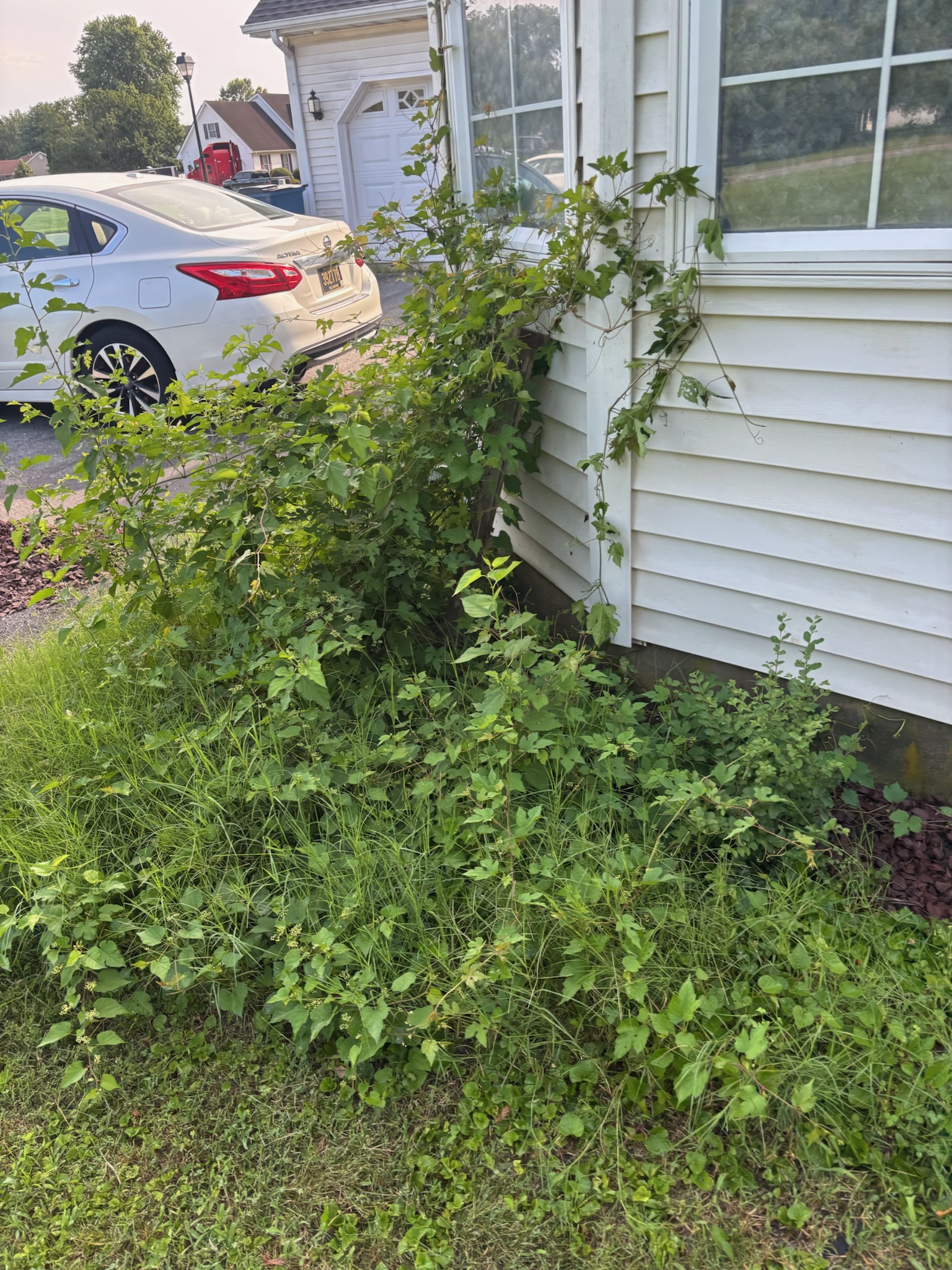 Overgrown house side before cleanup